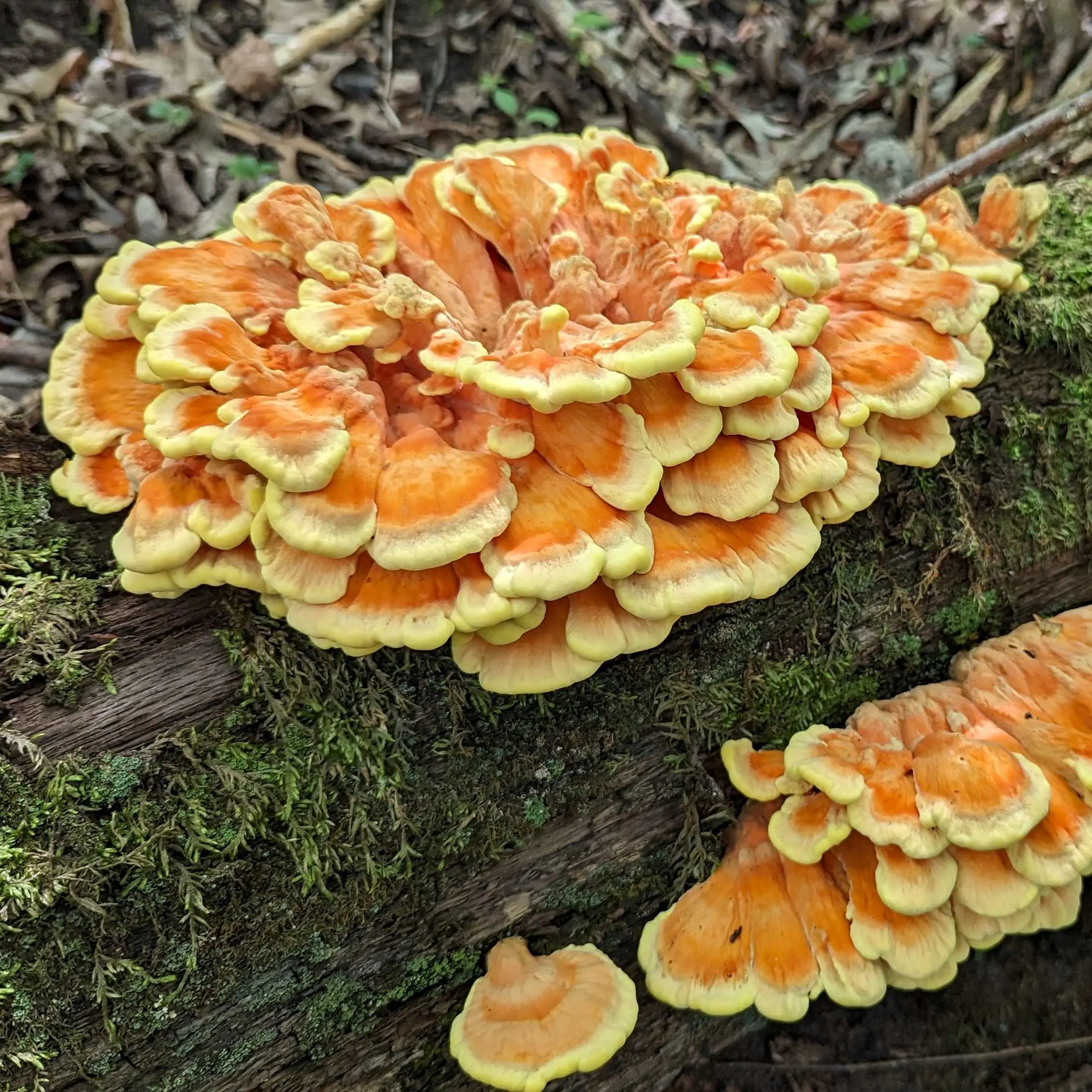 chicken1112-IX4s24.tmp_