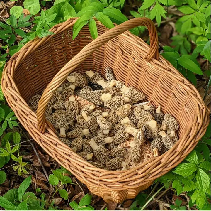 morel-basket-square-xcTsYI.tmp_