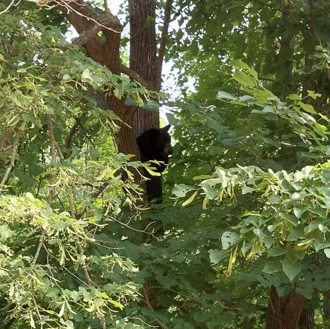 Bear in Grandma’s tree