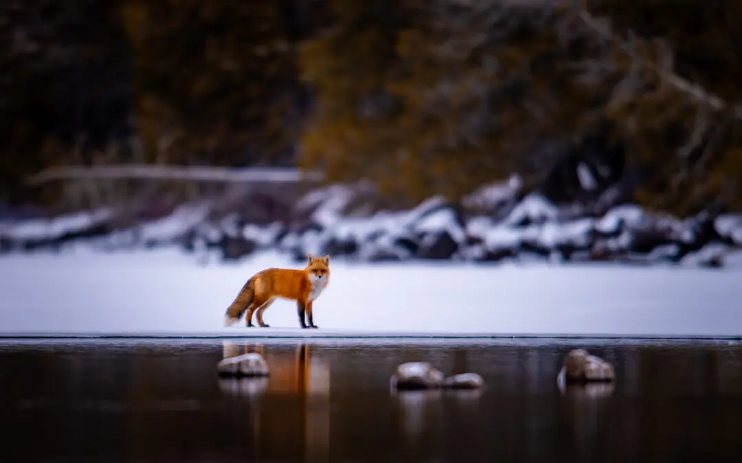 Traversing Fox