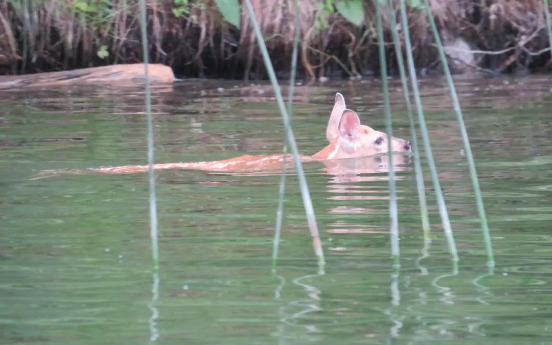 a quick swim