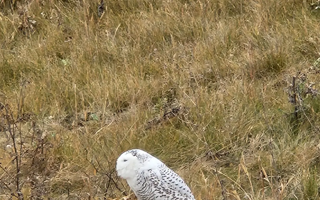 Snow owl on the hunt