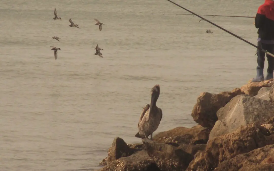 Florida Birds