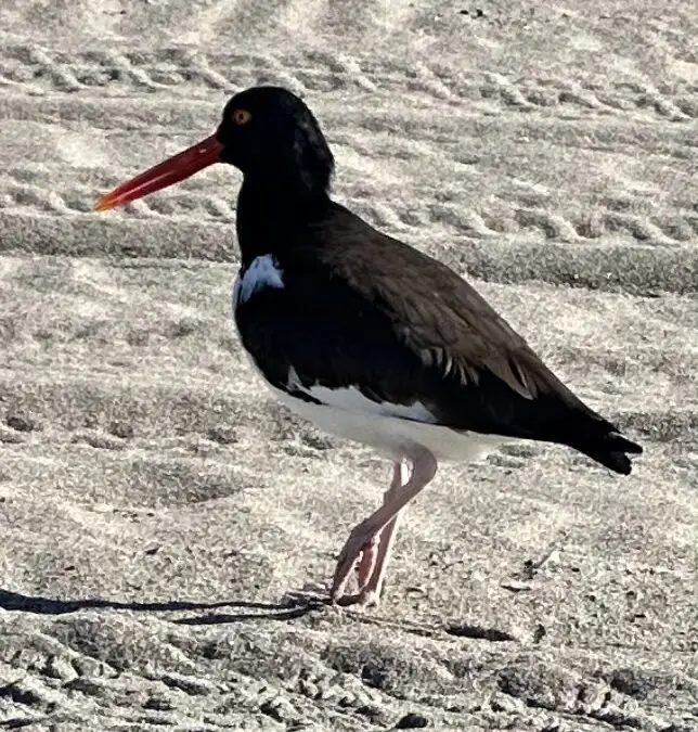 Look at that beak