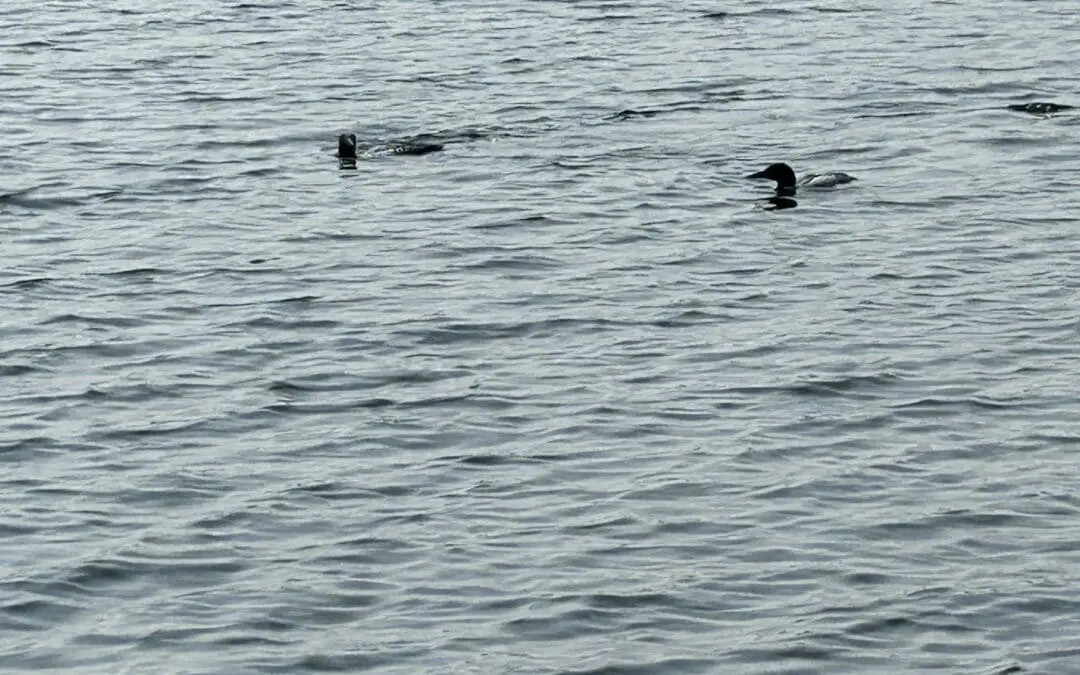 Loon