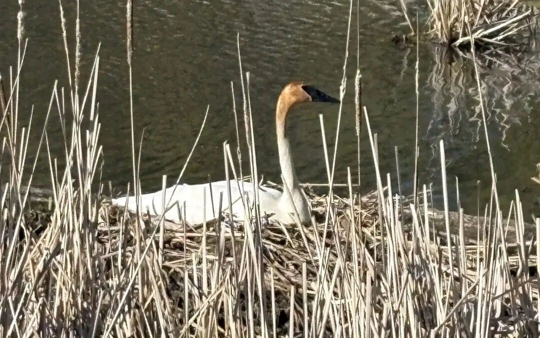 Trumpeter Swan