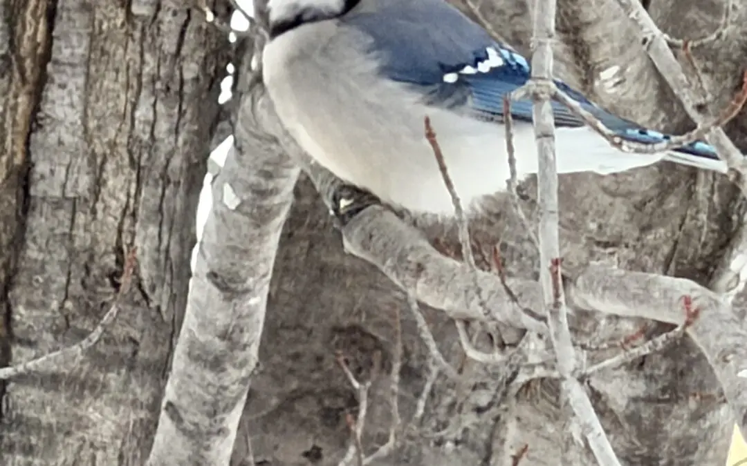 Blue Jay in tree