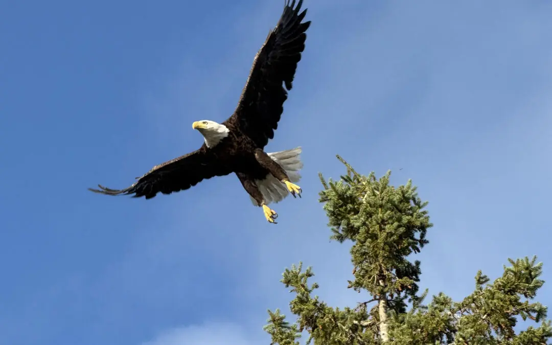 Eagle in Flight
