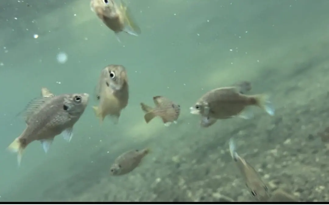 The fish are saying hello