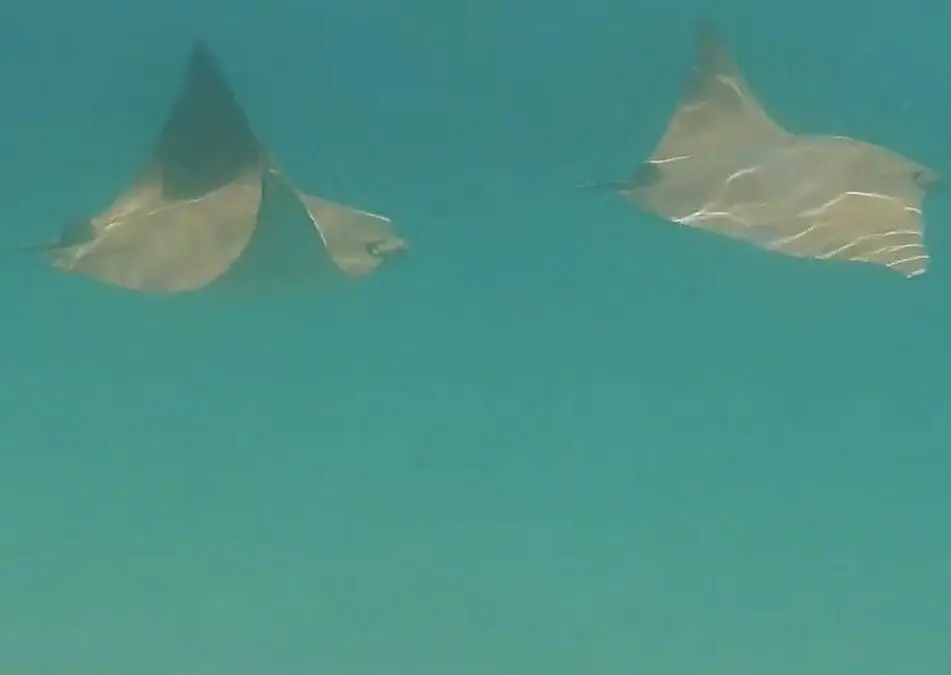 Cownose Rays at OBX