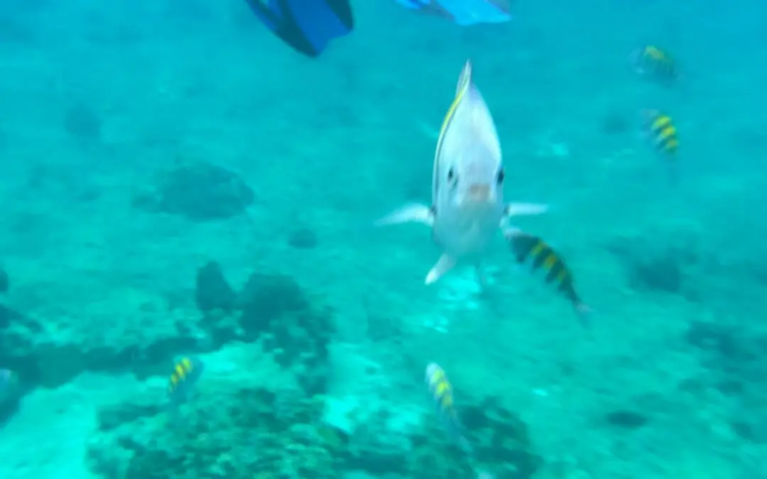 Cozumel snorkel