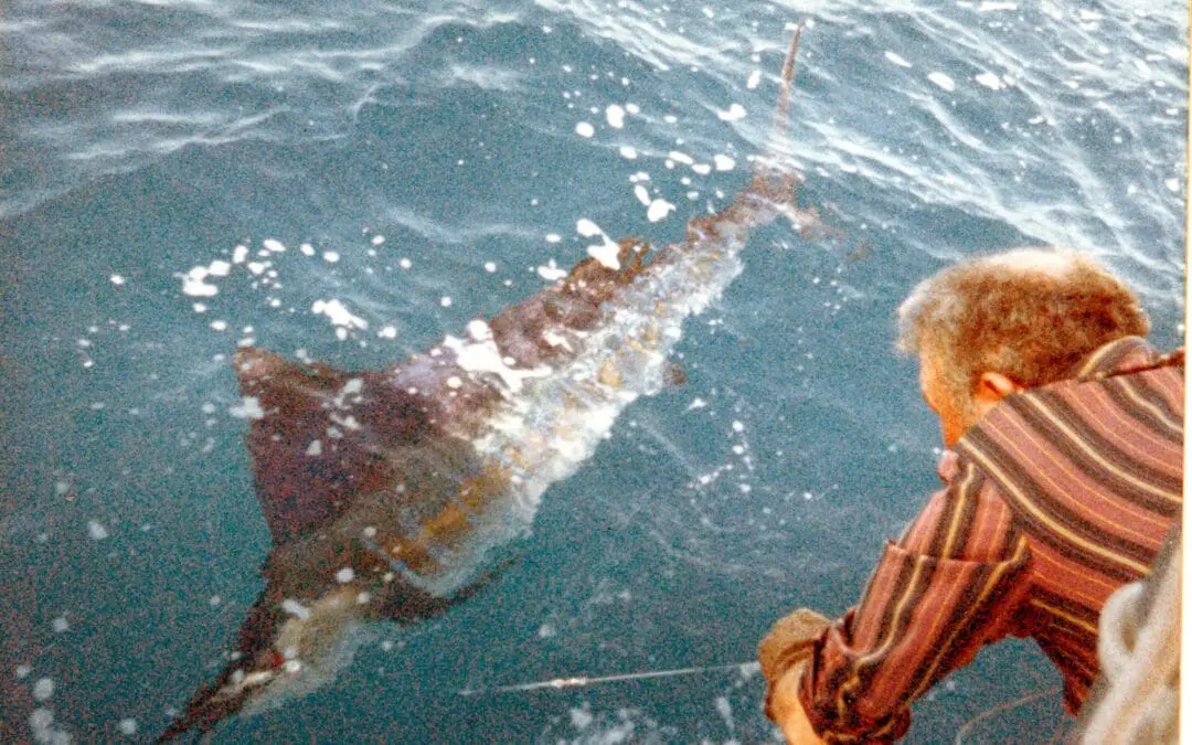 Sail Fish