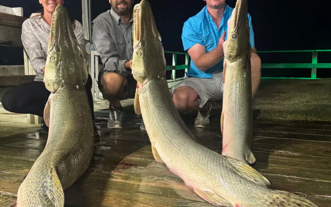 Bowfishing Alligator Gar